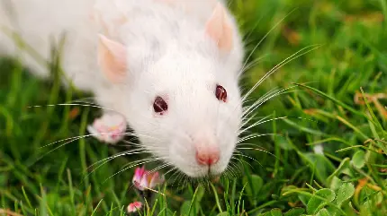 تصویر موش سفید کوچولو در چمن زار برای چاپ پوستر