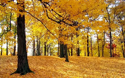 Background ناز از جنگل موقع پاییز با تم زرد