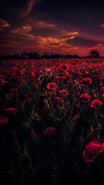 تصویر زمینه منظره گل های سرخ در تم تیره و دارک 