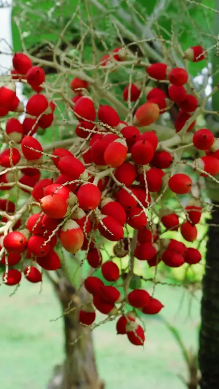 عکس استوک از میوه های روی درخت برای استفاده در مجلات سلامتی