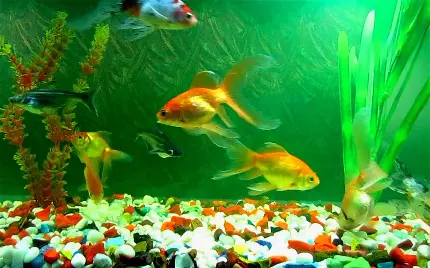 عکس آکواریوم ماهی قرمز برای افزودن جذابیت به دکوراسیون