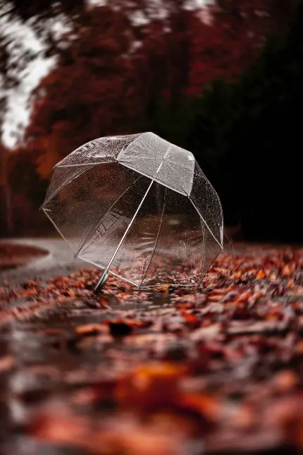 دانلود عکس پروفایل پاییزی طرح خاص چتر بی رنگ و شفاف روی برگ های پاییزی 