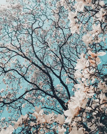 عکس منظره درختان پر از شکوفه های سفید با کیفیت بسیار بالا