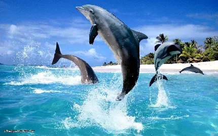 عکس زمینه برای لپتاپ از پرش و بازیگوشی دلفین ها