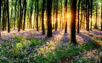 عکس استوک جنگل بهاری و روزنه نور خورشید در حال غروب