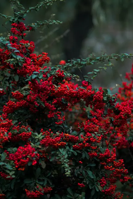 دانلود قشنگ ترین پس زمینه درخت با گل های سرخ خوشرنگ 