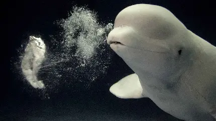 عکس خوشگل از پستاندار دوست داشتنی زیر آب به نام نهنگ بلوگا