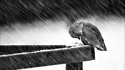 دانلود عکس پروفایل سیاه و سفید پرنده غمگین در باران 