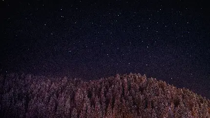 عکس زمینه جنگل پر از درخت کاج روی تپه رو به آسمان شب