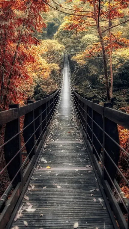 والپیپر پل چوبی در جنگل پاییزی رنگارنگ با کیفیت بالا