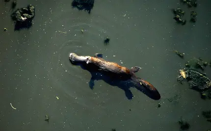 تصویر گرفته شده از نمای بالا از نوک اردکی شناور روی آب