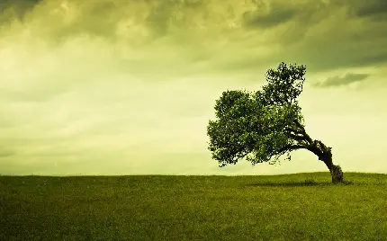 تصویر زمینه درخت تنها و غمگین و آسمان ابری و دگرگون