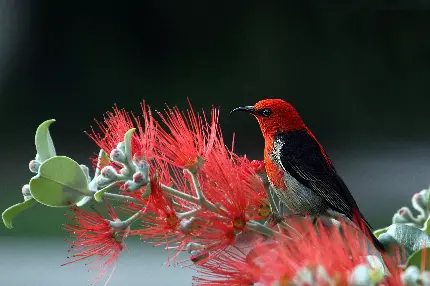 عکس باحال با منظره پرنده ای سرخ رنگ نشسته بر روی شاخه گلی