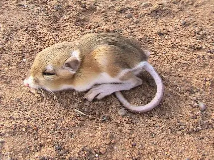 والپیپر بچه موش صحرایی ناز و قشنگ 