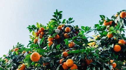دانلود تصاویر زمینه با کیفیت درخت میوه های خوشمزه 