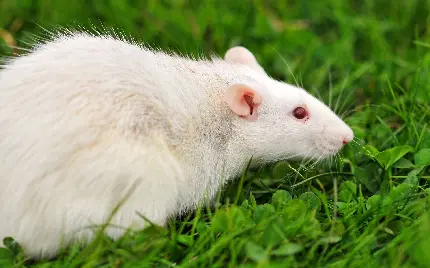 زیباترین موش سفید پشمالو ناز و ملوس در طبیعت درحال قدم زدن در علف ها و سبزه ها 