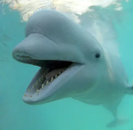 عکس نهنگ سفید بلوگا با کیفیت بالا