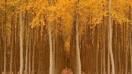 دانلود تصویر زمینه درختان پاییزی با بالاترین کیفیت 