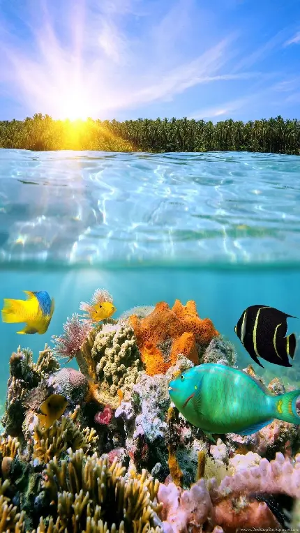 بک گراند صخره های مرجانی با تنوع زیستی غنی و اهمیت اکولوژیکی