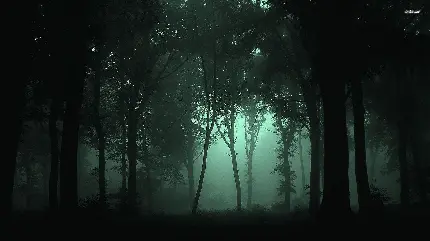 تصویر زمینه درختان بلند تو در تو جنگل در شب مه آلود