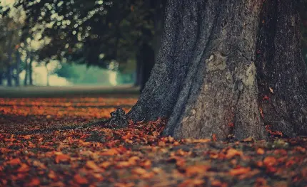 تصویر پس زمینه تنه درخت در زمین پاییزی برای چاپ تابلو