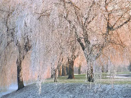تصویر زمینه زمستانی خاص از درخت بید با شاخ و برگ های یخ زده