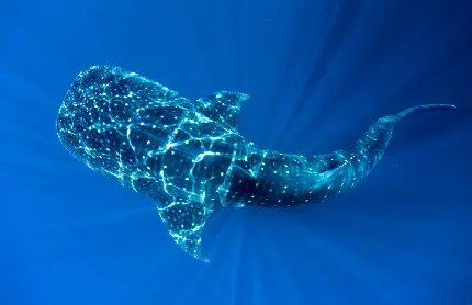 عکس خفن ترین حیوان دریایی به نام وال کوسه یا کوسه نهنگ
