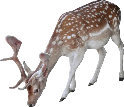 چاپ پوستر دانلود عکس PNG و دور بری شده گوزن واقعی و وحشی در حال غذا خوردن 
