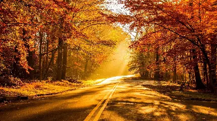 تصویر زمینه جنگل به خواب رفته جاده‌های رمانتیک خاطره انگیز پاییز خاموش 