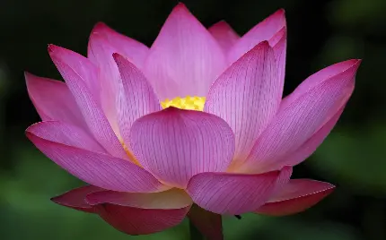 عکس استوک رایگان گل نیلوفر آبی از نزدیک نماد غلبه بر سختی