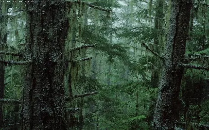 تصویر پس زمینه قشنگ جنگل سرسبز پر از درختان کاج قدیمی