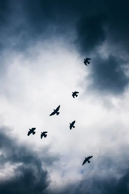 والپیپر از پرنده های هنگام‌ پرواز برای صفحه چت واتساپ 