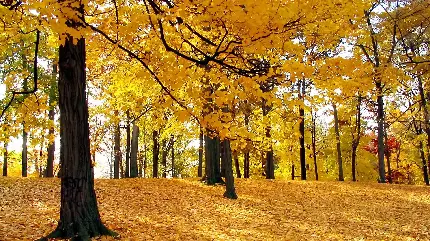 پس زمینه مسیر آرام جنگلی با برگهای پاییزی طلایی و مسی رنگ