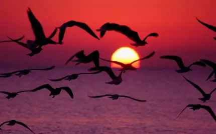 تصویر فوق زیبای پرواز پرنده های وحشی در غروب خورشید 