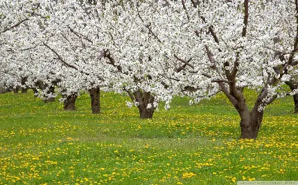 عکس استوک زیبا از شکوفه های میوه ی درختان در باغ سرسبز