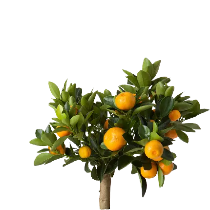 طرح فايل لايه باز PNG و عکس دوربری شده درخت نارنگی