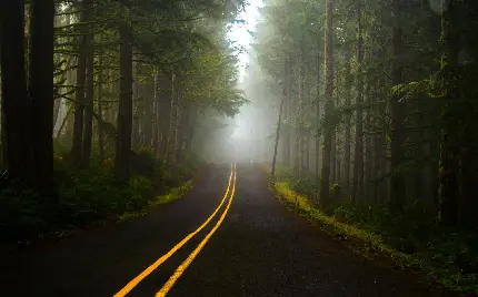 تصویر زمینه جاده شمال و منظره درختان مه گرفته New