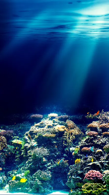 عکس تصویر زمینه زیر آب محل زندگی انواع پستانداران دریایی