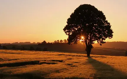 دانلود عکس درخت تنها در غروب برای پروفایل شبکه های اجتماعی