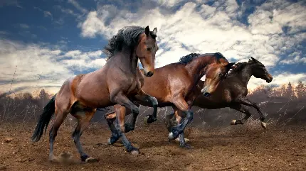 عکس هنری از اسب های قهوه ای وحشی و آزاد در طبیعت 