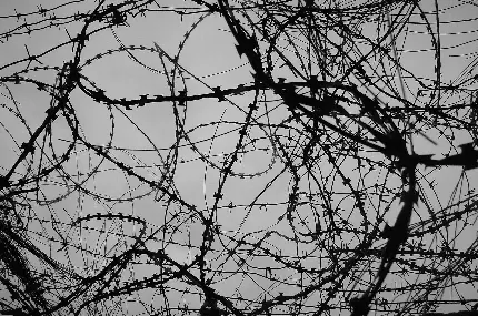 تصویر تعداد زیادی سیم خاردار در تم سیاه و سفید
