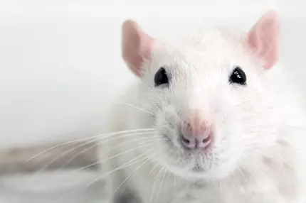 عکس ساده موش آزمایشگاهی سفید برای پروفایل 