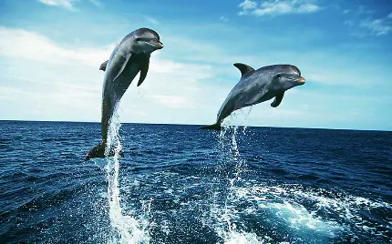 عکس هنری از شنای دلفین ها در آب های آزاد  Dolphin Jump