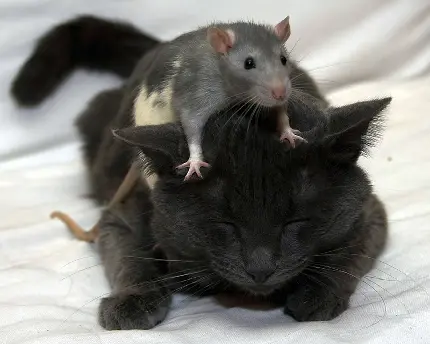 بامزه ترین تصویر موش و گربه واقعی دوستانه با کیفیت بالا 