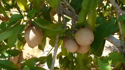 درخت ساپودیلا یا چیکو برای علاقه مندان به این میوه معطر