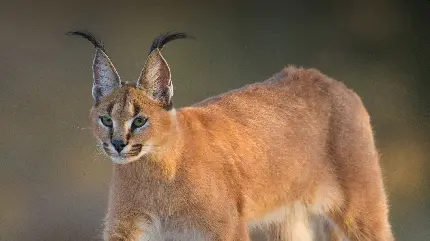 بک گراند کاراکال یا سیاه گوش یکی از زیباترین گربه سانان دنیا