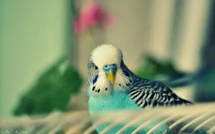 دانلود عکس پرنده ی عاشق و زیبا معروف با نام مرغ عشق 