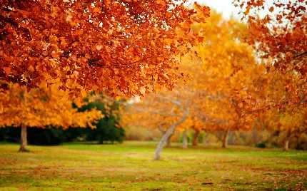 جدیدترین بک گراند درختان با برگ های زرد و نارنجی پاییزی