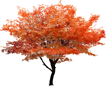 عکس PNG درخت پاییزی قرمز و جالب و دیدنی 