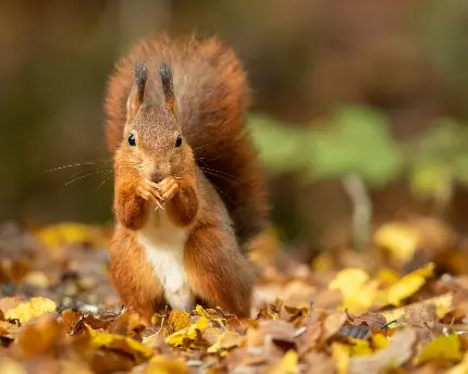 عکس استوک خیلی عالی از سنجاب قرمز در هوای پاییزی